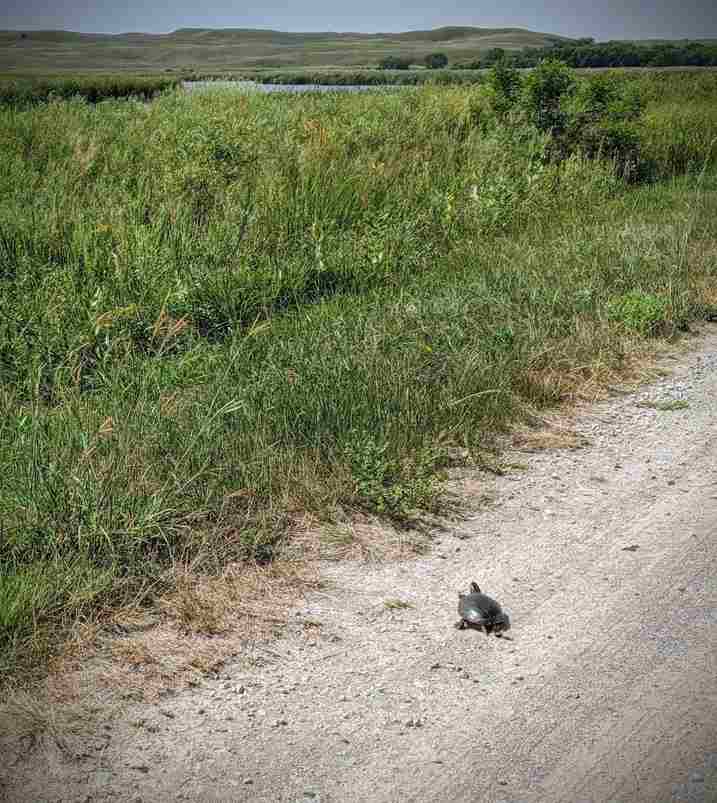 a small turtle crosses a dirt road to find cover in a grassy prairie